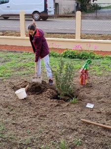 Laureline_planter_un_arbre